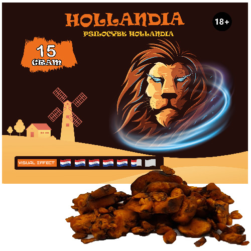 Psilocybe Hollandia Truffels